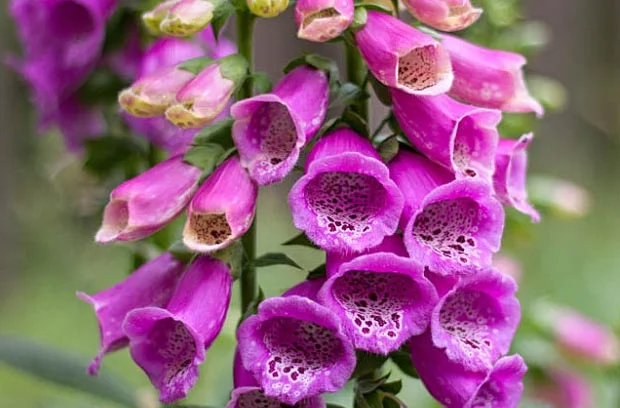 Curiosidades - Digitalis Purpurea
